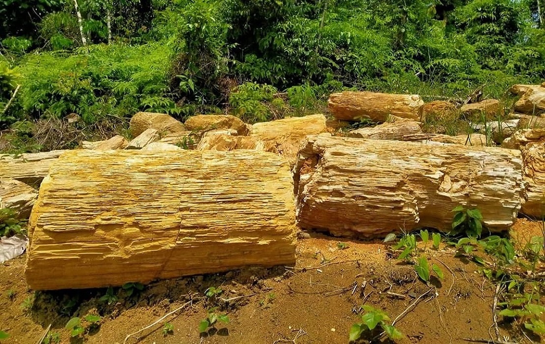 Petrified Wood Sinks Supplier for Europe